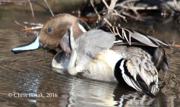 Photo by Chris Bosak A Northern Pintail scratches his head in a small pond in Danbury, Conn., Jan. 2016.