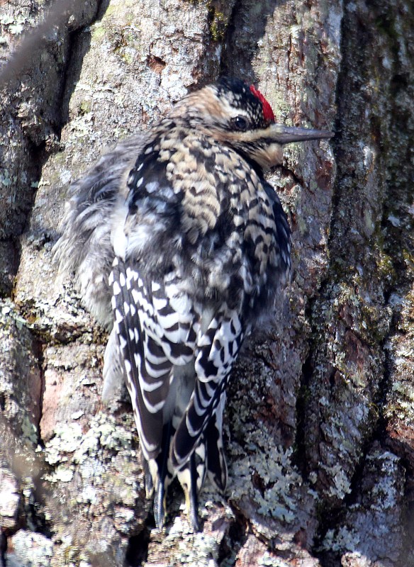 Photo by Chris Bosak A Yellow-bellied Sapsucker clings to a tree during a cold snap in Danbury, Conn., Feb. 2016.
