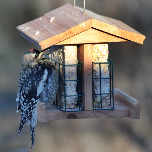 Photo by Chris Bosak A Yellow-bellied Sapsucker visits a suet feeder during a cold snap in Danbury, Conn., Feb. 2016.