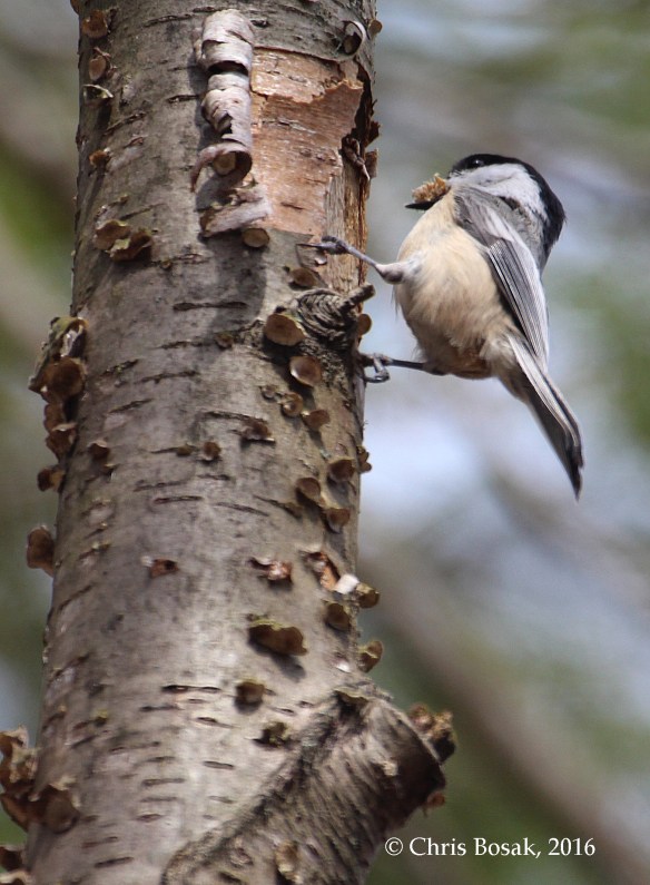 Photo by Chris Bosak A Black-capped Chickadee cleans out a hole for a home to raise a family in Danbury, Conn., 2016.