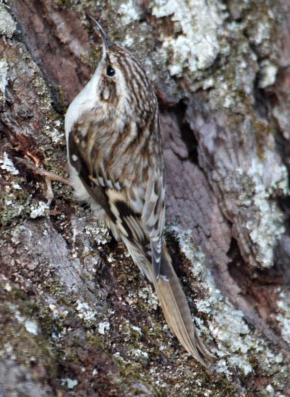 Photo by Chris Bosak A Brown Creeper clings to an oak tree in Danbury, Conn., Feb. 2016