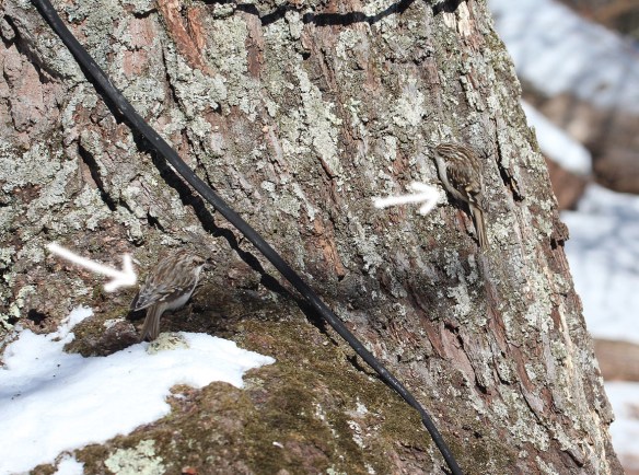 Photo by Chris Bosak Two Brown Creepers cling to the bottom of an oak tree in Danbury, Conn., Feb. 2016.