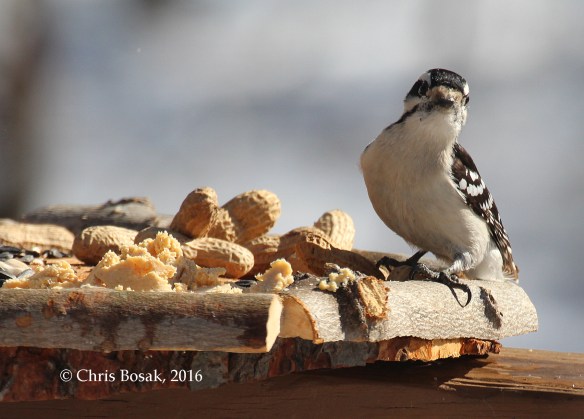 Photo by Chris Bosak A Downy Woodpecker checks out a new bird feeder in Danbury, Conn., March 2016.