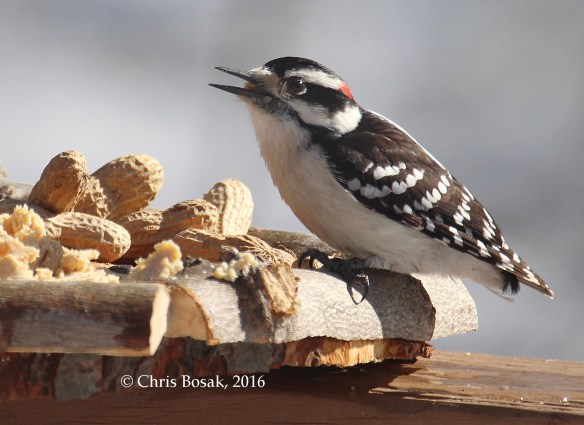 Photo by Chris Bosak A Downy Woodpecker checks out a new bird feeder in Danbury, Conn., March 2016.