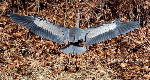 Photo by Chris Bosak A Great Blue Heron comes in for a landing at a pond in New England, March 2016.