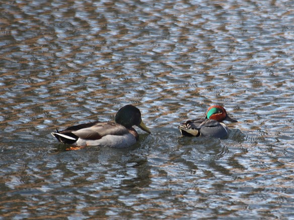 Photo by Chris Bosak A Mallard and Green-winged Teal swim in a pond at a cemetery in Darien, Conn., March 2016.