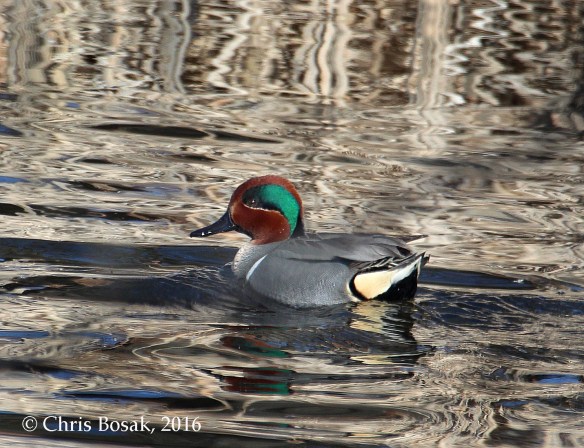 Photo by Chris Bosak A Green-winged Teal drake swims in a pond at a cemetery in Darien, Conn, March 2016.