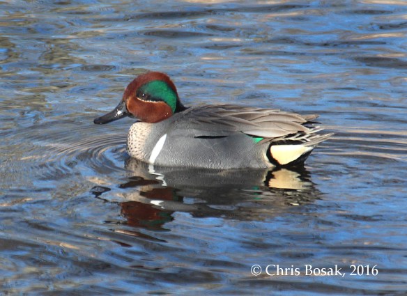 Photo by Chris Bosak A Green-winged Teal drake swims in a pond at a cemetery in Darien, Conn, March 2016.