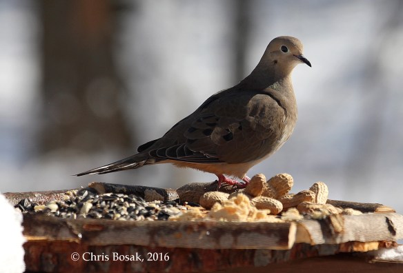 Photo by Chris Bosak A Mourning Dove checks out a new bird feeder in Danbury, Conn., March 2016.