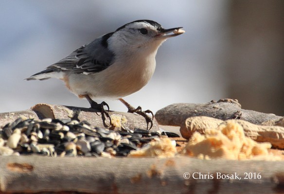 Photo by Chris Bosak A White-breasted Nuthatch checks out a new bird feeder in Danbury, Conn., March 2016.