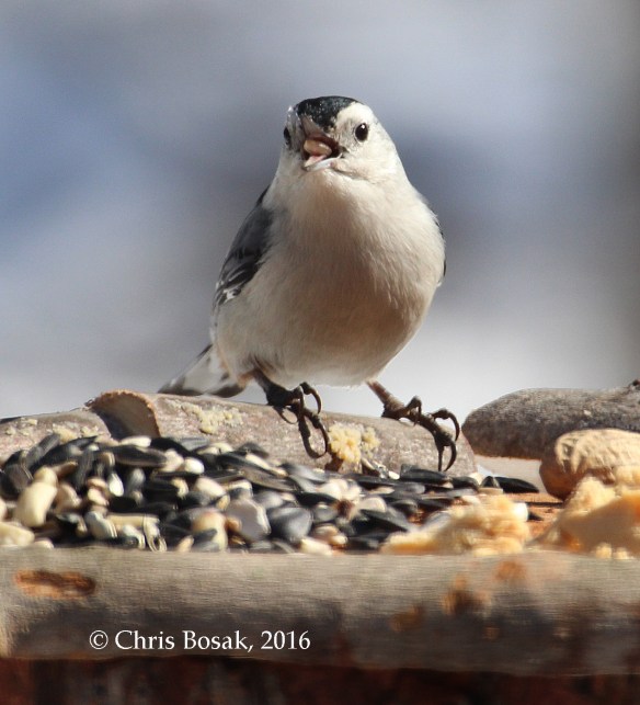 Photo by Chris Bosak A White-breasted Nuthatch checks out a new bird feeder in Danbury, Conn., March 2016.