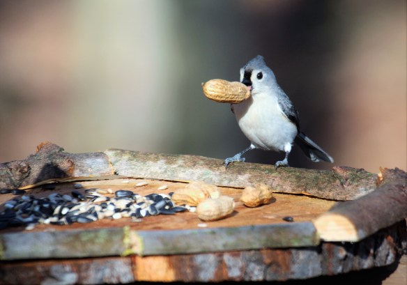 Photo by Chris Bosak A Tufted Titmouse takes a peanut from a new bird feeder in Danbury, Conn., March 2016.
