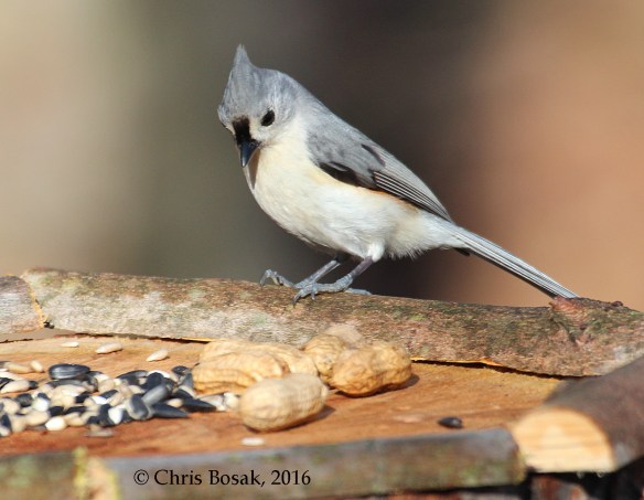 Photo by Chris Bosak A Tufted Titmouse checks out a new birdfeeder in Danbury, Conn., March 2016.