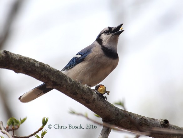 Photo by Chris Bosak A Blue Jay eats an acorn at Selleck's Woods in Darien, Conn., April 2016.