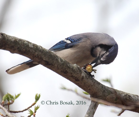 Photo by Chris Bosak A Blue Jay eats an acorn at Selleck's Woods in Darien, Conn., April 2016.