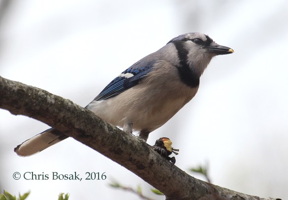 Photo by Chris Bosak A Blue Jay eats an acorn at Selleck's Woods in Darien, Conn., April 2016.