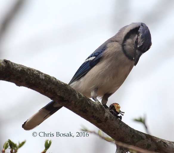 Photo by Chris Bosak A Blue Jay eats an acorn at Selleck's Woods in Darien, Conn., April 2016.