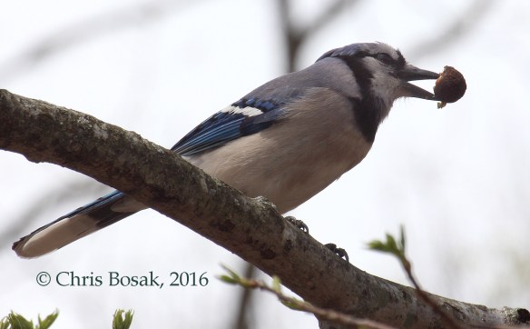 Photo by Chris Bosak A Blue Jay eats an acorn at Selleck's Woods in Darien, Conn., April 2016.