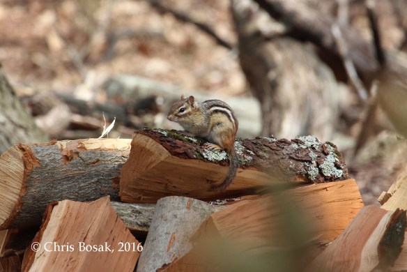 Photo by Chris Bosak A chipmunk stands atop a pile of wood at Merganser Lake in Danbury, Conn.