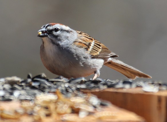 Photo by Chris Bosak A Chipping Sparrow visits a homemade birdfeeder in Danbury, Conn., April 2016.