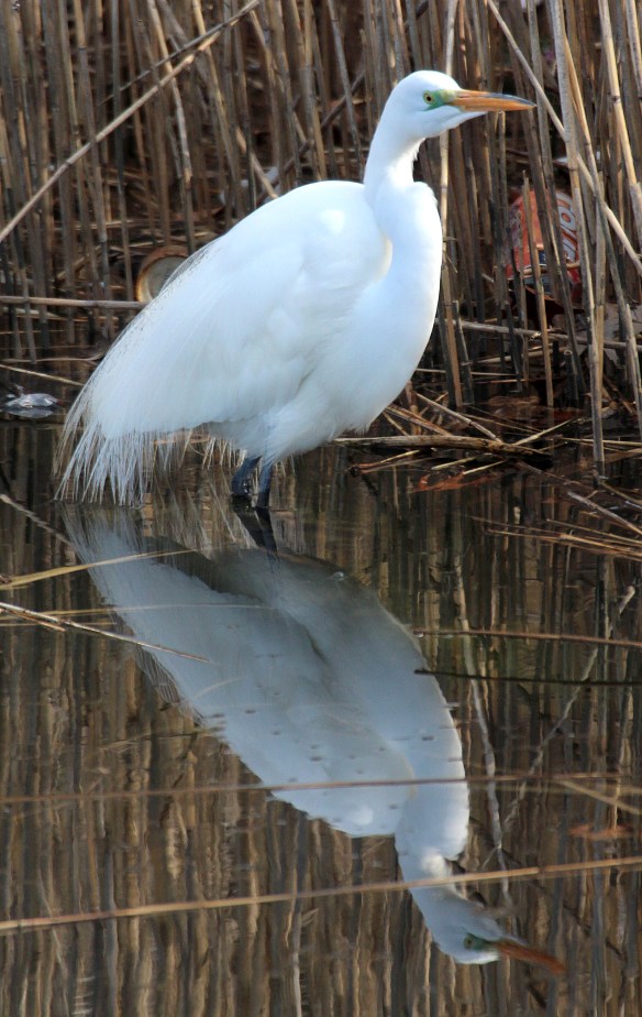 Photo by Chris Bosak A Great Egret stands in the Norwalk River in this April 2016 photo.