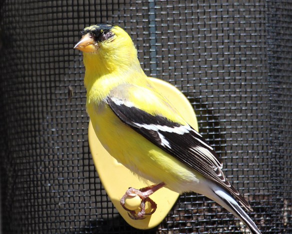 Photo by Chris Bosak An American Goldfinch with Avian Conjunctivitis visits a birdfeeder in Danbury, Conn., April 2016.