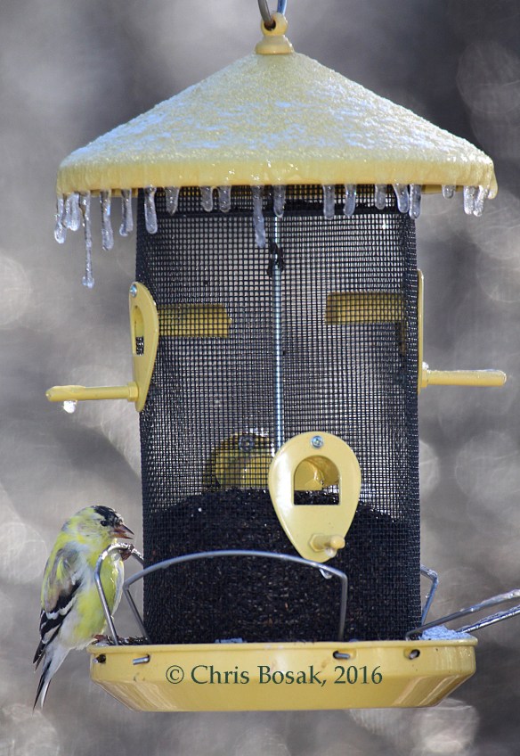 Photo by Chris Bosak An American Goldfinch eats Nyjer seeds from a frozen feeder during a frosty April 2016 morning in Danbury, Conn.