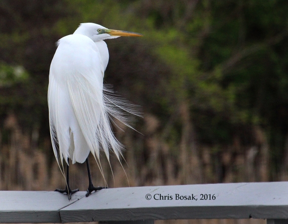 Photo by Chris Bosak A Great Egret stands on a deck railing overlooking the Norwalk River in Norwalk, Conn., April 2016.