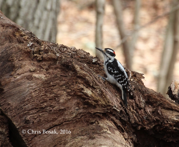 Photo by Chris Bosak A Hairy Woodpecker looks for insects on a tree in Danbury, Conn., April 2016.