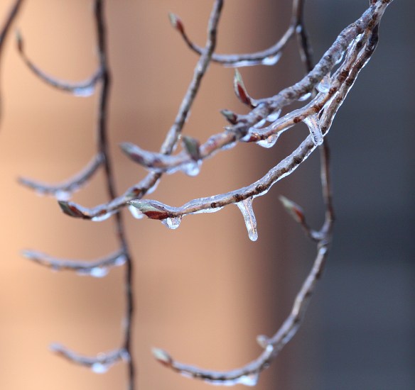Photo by Chris Bosak Ice covers the branches of a tree in Danbury, Conn., April 2016.
