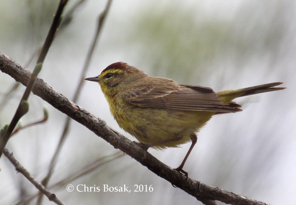 Photo by Chris Bosak A Palm Warbler perches among pussy willows at Selleck's Woods in Darien, Conn., April 2016.