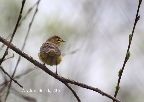 Photo by Chris Bosak A Palm Warbler perches among pussy willows at Selleck's Woods in Darien, Conn., April 2016.