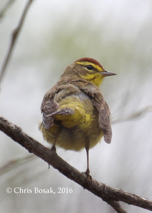 Photo by Chris Bosak A Palm Warbler perches among pussy willows at Selleck's Woods in Darien, Conn., April 2016.