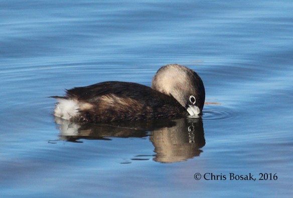Photo by Chris Bosak A Pied-billed Grebe dips its bill into the water at a pond in Danbury, Conn., April 2016.