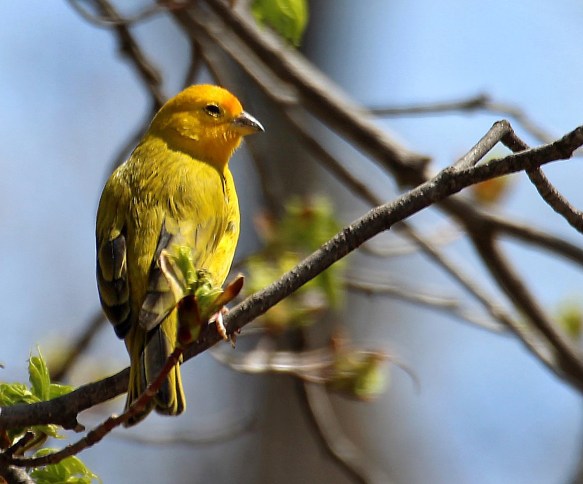 Photo by Chris Bosak An escaped Saffron Finch (?) seen in Brookfield, Conn., April 2016.