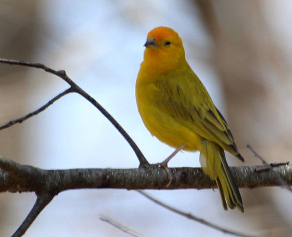 Photo by Chris Bosak An escaped Saffron Finch (?) seen in Brookfield, Conn., April 2016.