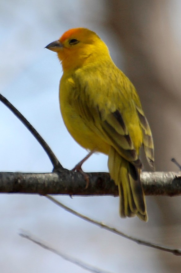 Photo by Chris Bosak An escaped Saffron Finch (?) seen in Brookfield, Conn., April 2016.