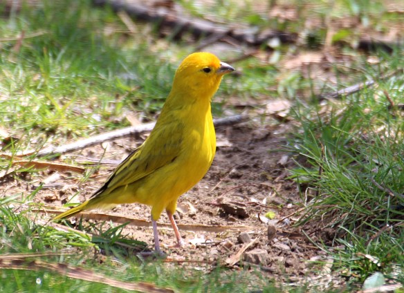 https://birdsofnewengland.com/wp-content/uploads/2016/04/saffron-finch1.jpg