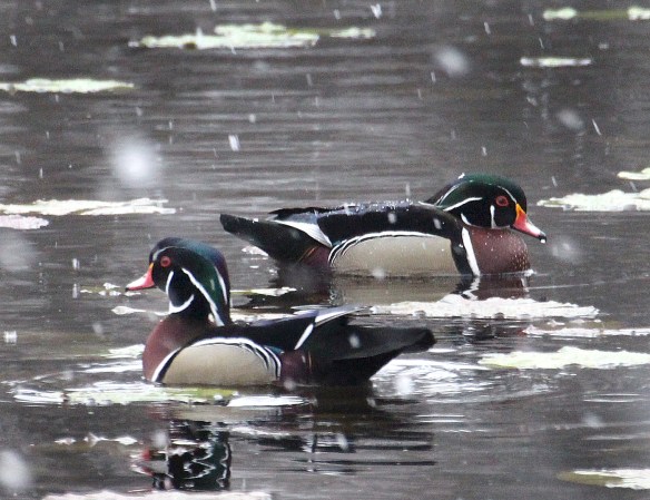 Photo by Chris Bosak Wood Duck drakes swims at Woods Pond in Norwalk, Conn., during an early April snow fall, 2016.