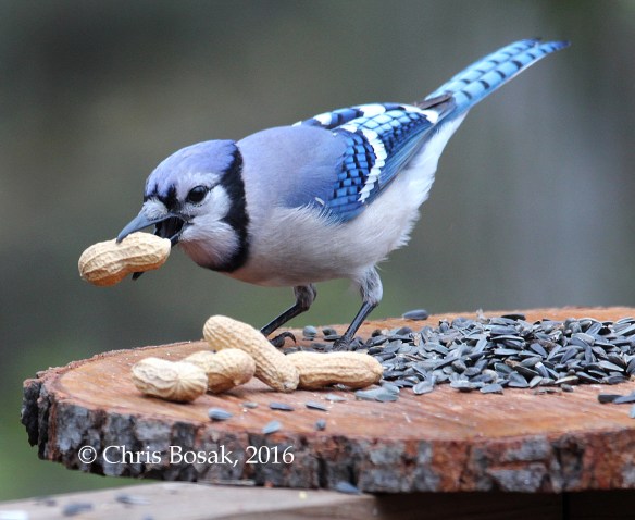Photo by Chris Bosak A Blue Jay grabs a peanut from a feeder in Danbury, Conn., May 2016.
