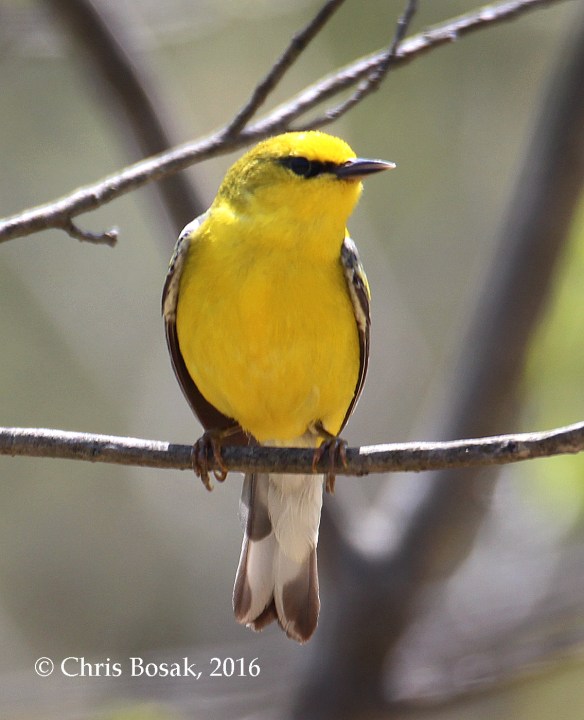 Photo by Chris Bosak A Blue-winged Warbler seen at Fairchild Wildflower Sanctuary in Greenwich, Conn., May 2016.