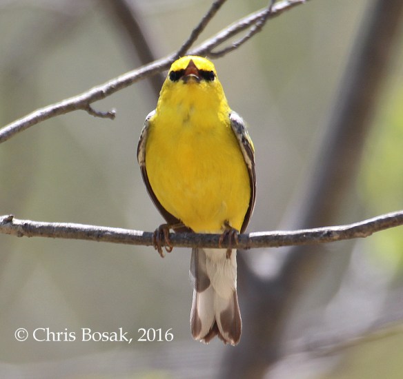 Photo by Chris Bosak A Blue-winged Warbler seen at Fairchild Wildflower Sanctuary in Greenwich, Conn., May 2016.