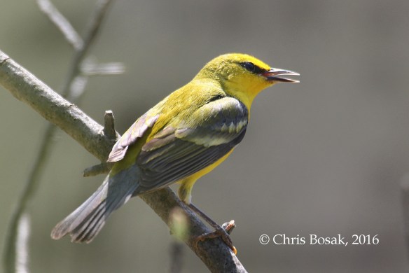 Photo by Chris Bosak A Blue-winged Warbler seen at Fairchild Wildflower Sanctuary in Greenwich, Conn., May 2016.