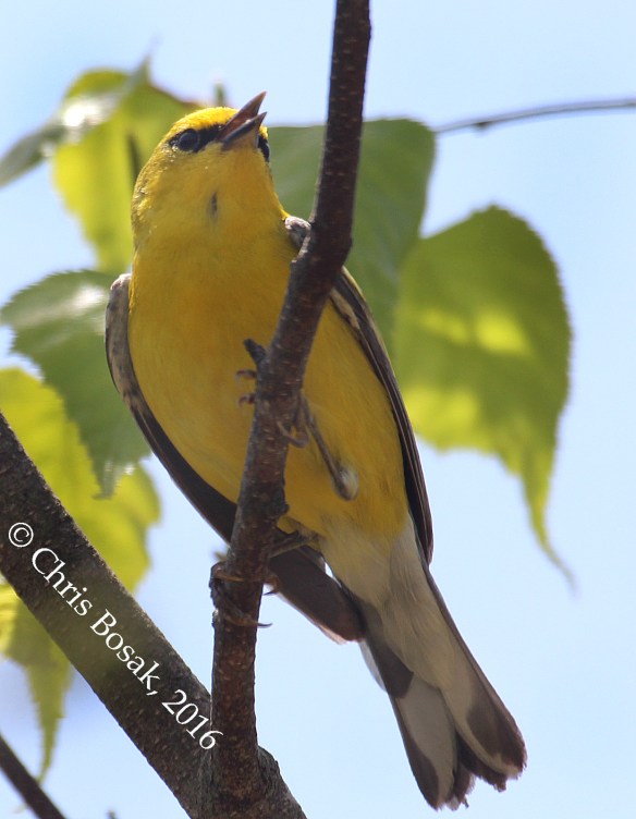 Photo by Chris Bosak A Blue-winged Warbler seen at Fairchild Wildflower Sanctuary in Greenwich, Conn., May 2016.