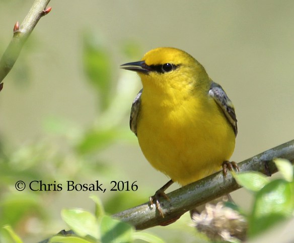 Photo by Chris Bosak A Blue-winged Warbler seen at Fairchild Wildflower Sanctuary in Greenwich, Conn., May 2016.