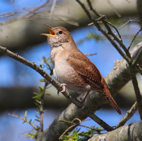 A House Wren sings in a tree during the nesting season 2016.