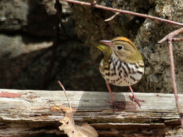 Photo by Chris Bosak An Ovenbird stands on a log in Danbury, Conn., April 2016.