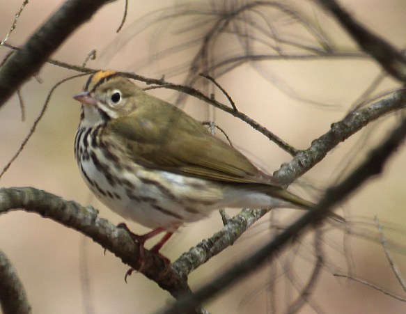 Photo by Chris Bosak An Ovenbird perches on a branch in Danbury, Conn., April 2016.