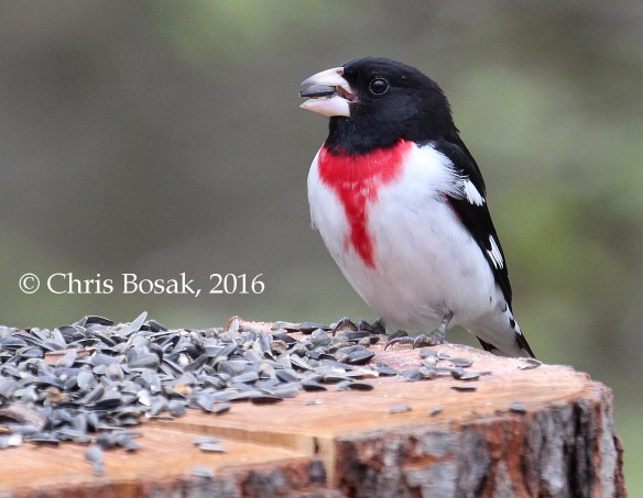 Photo by Chris Bosak A Rose-breasted Grosbeak visits a feeder in Danbury, Conn., May 2016.