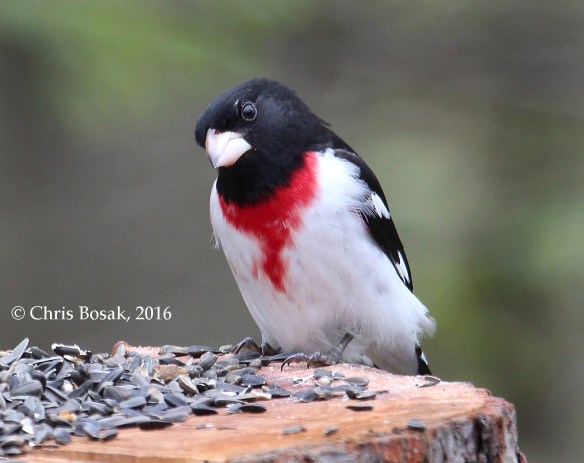 Photo by Chris Bosak A Rose-breasted Grosbeak visits a feeder in Danbury, Conn., May 2016.